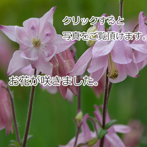 花壇